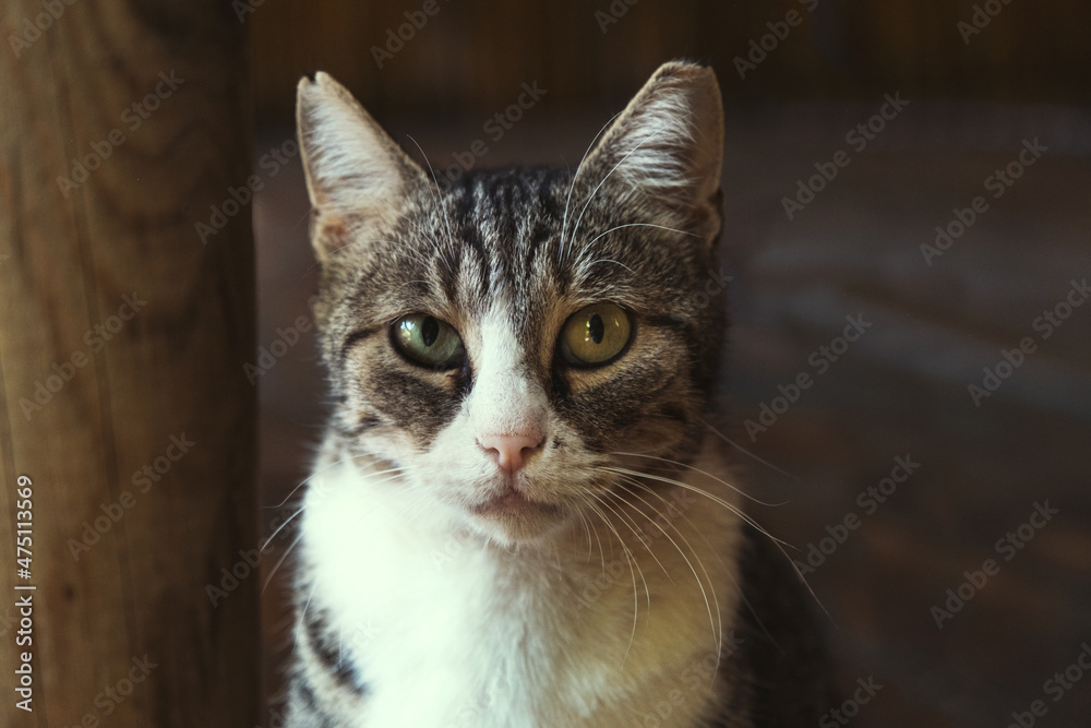 Portrait of a tabby cat. It has yellow and green eye.