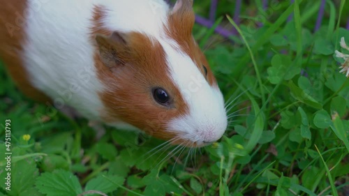 Close-up view 4k stock video footage of beautiful cute white and brown fluffy domestic rodent guinea pig eating fresh green grass and wildplants outdoors on meadow photo