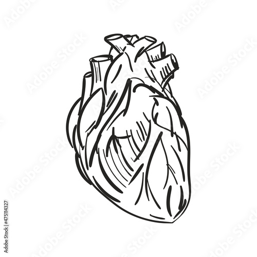 Anatomical Heart hand drawing isolated. Heart engraving vector illustration