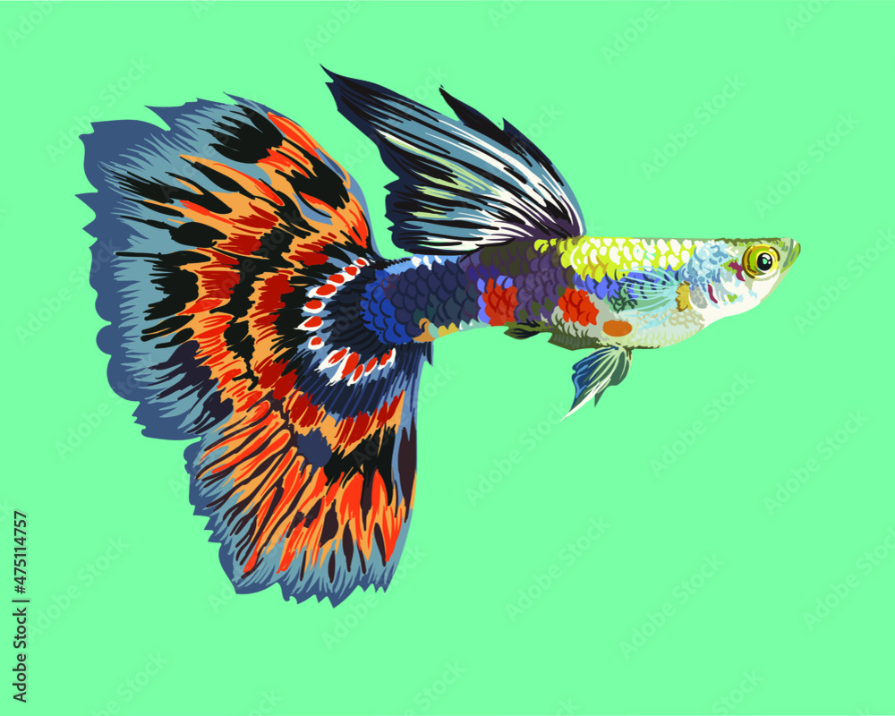 Obraz premium Half moon tail guppy fish, art.illustration, vector