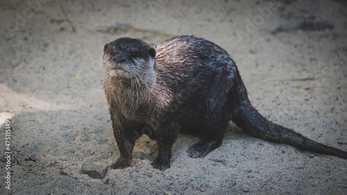 Otters playing peacefully photo