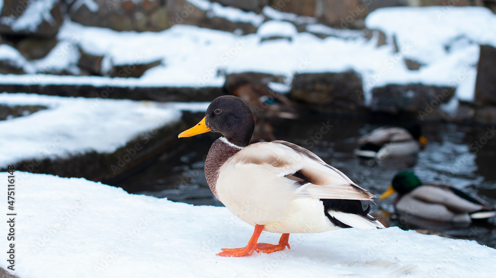 Mallard. He is standing by the water in the snow Mallard. He is standing by the water in the snow