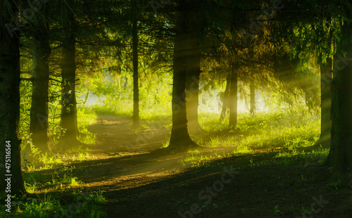 forest path on a misty morning photo