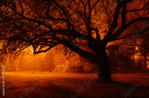 tree on a foggy golden night photo