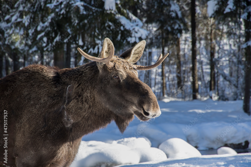 Elch und Pfer in der Winterlandschaft Elch und Pfer in der Winterlandschaft