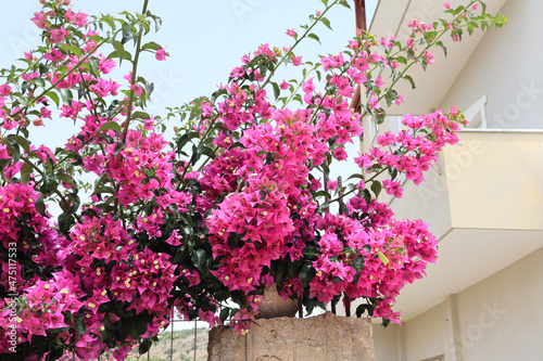 Background with bright pink Bougainvillea 