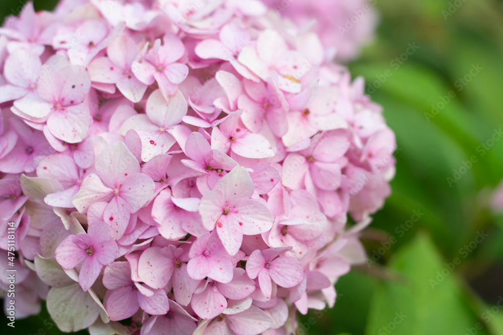 Fototapeta premium Purple hortensia hydrangea big flower