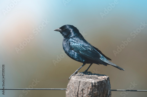 Shiny Cowbird,perched on a fence post, La Pampa, Argentina.