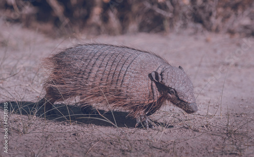 Hairy Armadillo  in grassland environment  Peninsula Valdes  Patagonia  Argentina