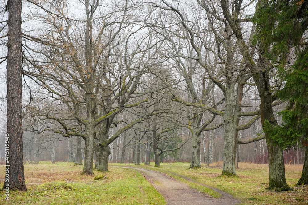 Very nice landscape path walkway in autumn park with naked trees without leafs and grey sky. High quality photo