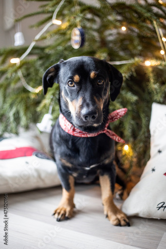 Portrait of young black shelter dog in red tie posing against Christmas background. Dog and a Christmas tree. 