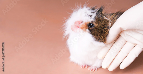 The pet communicates with the veterinarian. Banner. A guinea pig looks at a gloved hand. The idea of treating, caring for or caring for pets. High quality photo