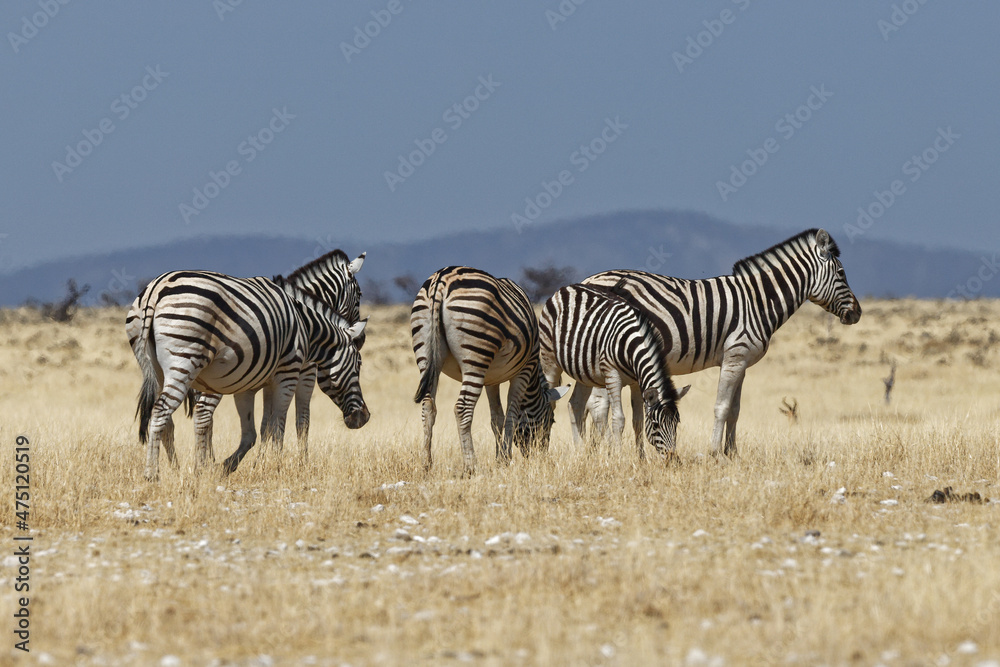 Fototapeta premium Zebras in Nebrownii