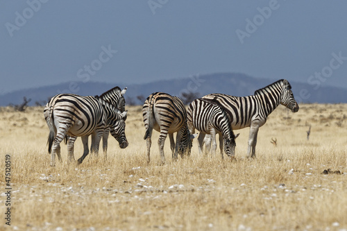 Zebras in Nebrownii
