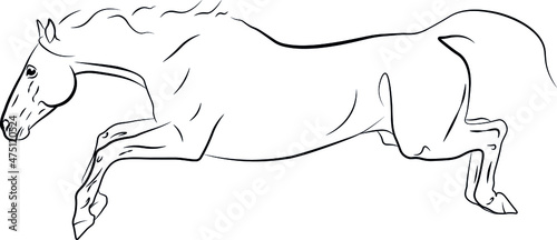 jumping horse, showjumping, equestrian, vector outline