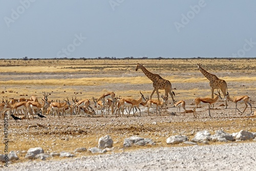 Springböcke und Giraffen