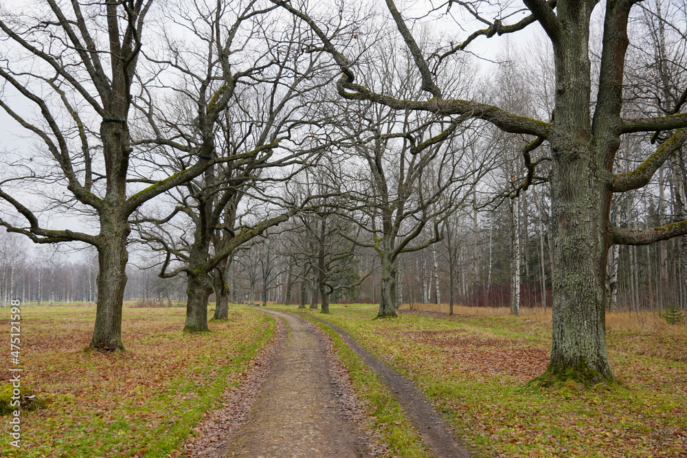 Very nice landscape path walkway in autumn park with naked trees without leafs and grey sky. High quality photo