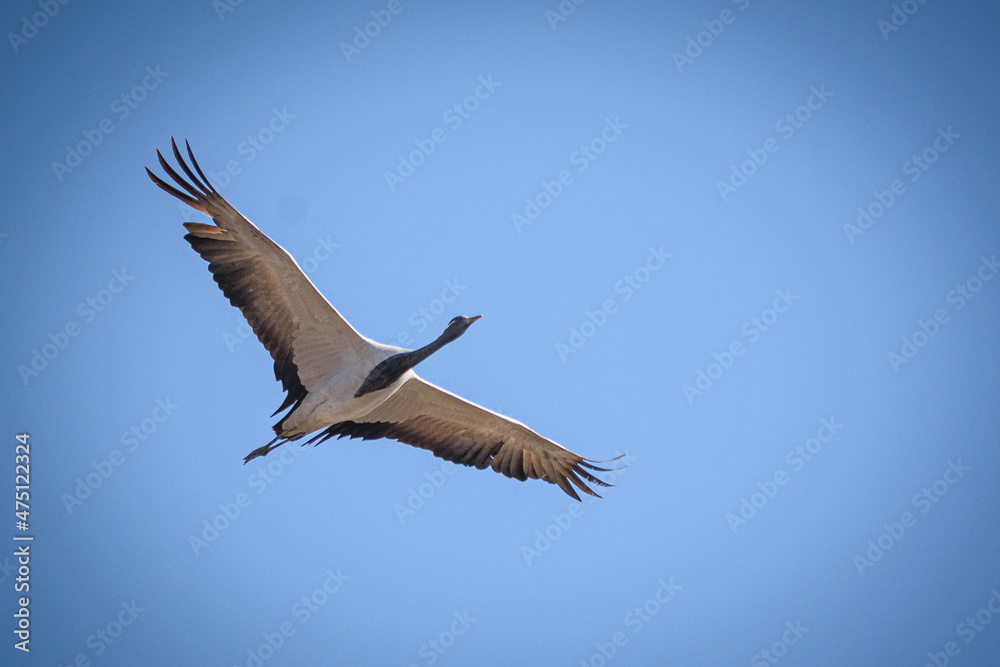 Obraz premium cranes on the shore