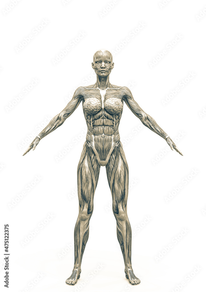 muscle woman standing up in white background