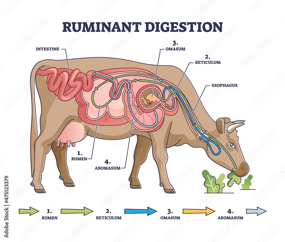 Ruminant digestion system with inner digestive structure outline diagram.  Labeled educational scheme with rumen, reticulum, omasum and abomasum  process stages vector illustration. Veterinary biology. Stock Vector |  Adobe Stock