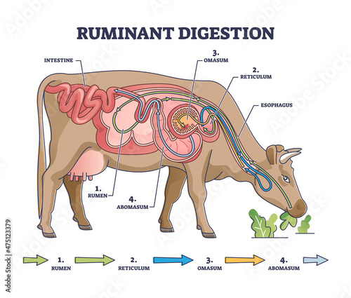 Ruminant digestion system with inner digestive structure outline diagram. Labeled educational scheme with rumen, reticulum, omasum and abomasum process stages vector illustration. Veterinary biology. photo