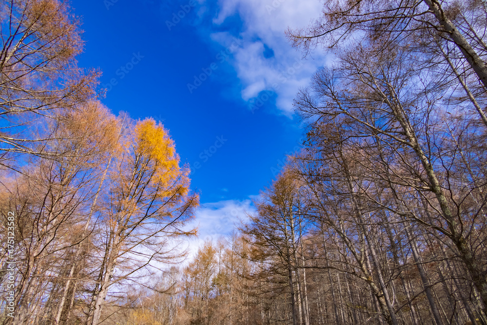 青空と紅葉と葉の落ちた木 青空と紅葉と葉の落ちた木