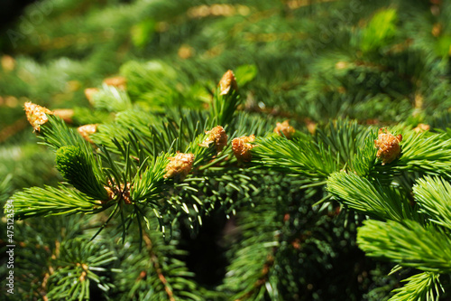 Evergreen foliage spring background texture. Bright spring green shoots and buds on a pine tree. photo