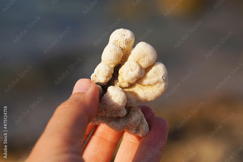 Environmenatl issues and dead coral in a woman's hand. Climate change, Rising Sea Temperatures, pollution and tourism concept. Environmenatl issues and dead coral in a woman's hand. Climate change, Rising Sea Temperatures, pollution and tourism concept.