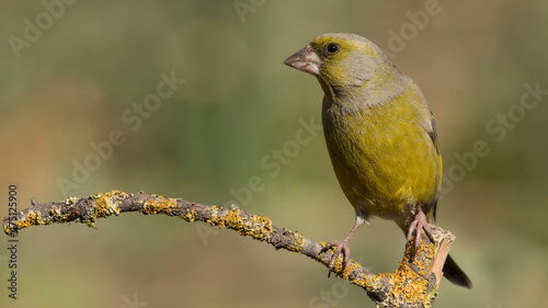 European Greenfinch looks sideways at the photographer. © leventkucukyesil