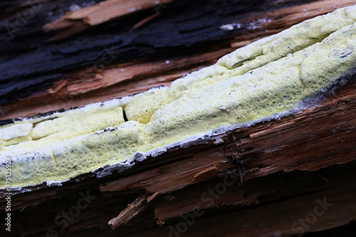 Antrodia xantha, known as Yellow Porecrust, crust fungus from Finland photo