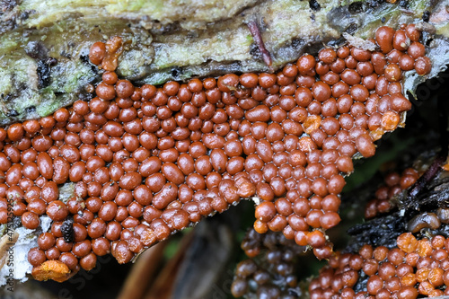 Trichia scabra, a slime mold of the order Trichiales, no common English name