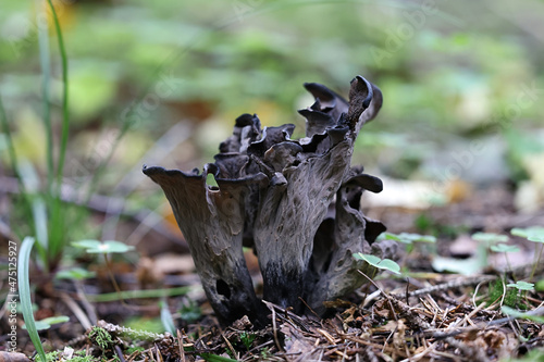 Craterellus cornucopioides, commonly known as the Horn of plenty, black chanterelle or trumpet of the dead, wild mushroom from Finland