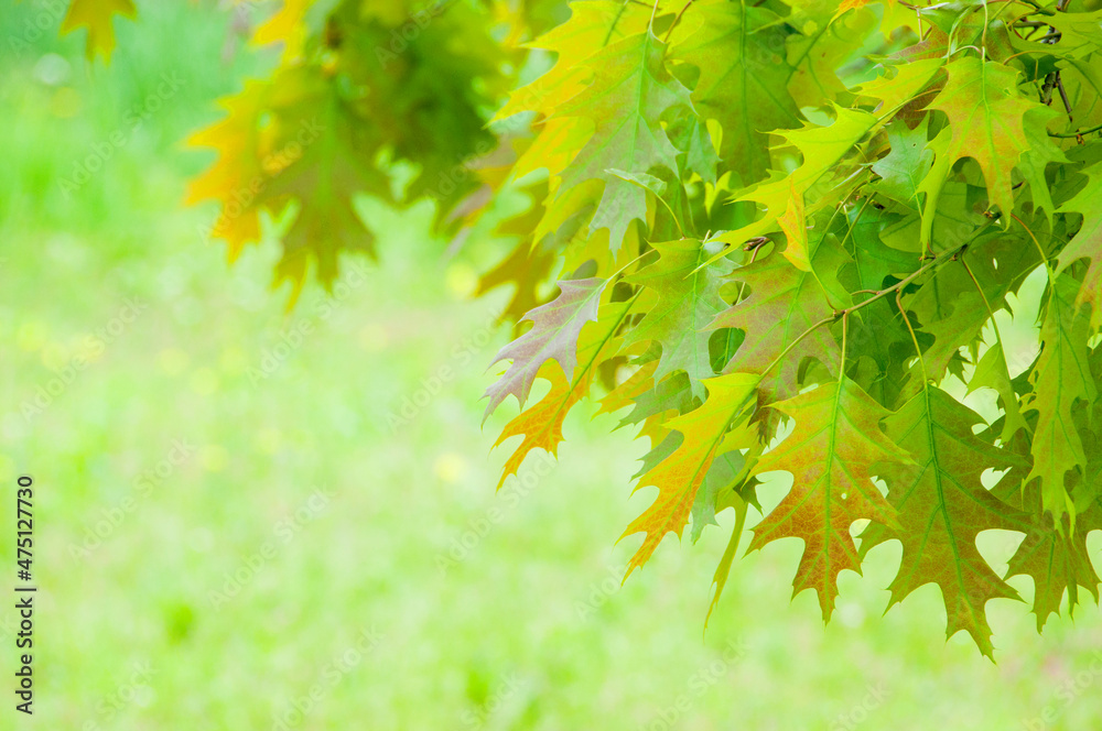 new oak tree leaves, spring background with copy space new oak tree leaves, spring background with copy space