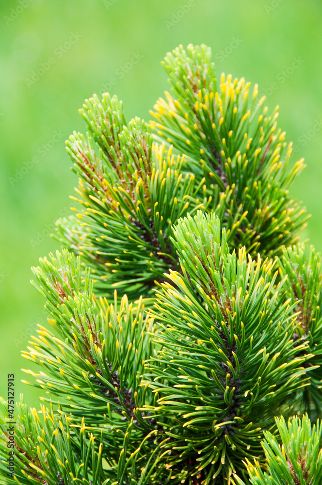 pinus sibirica, beautiful new pine tree twigs, wallpaper pinus sibirica, beautiful new pine tree twigs, wallpaper
