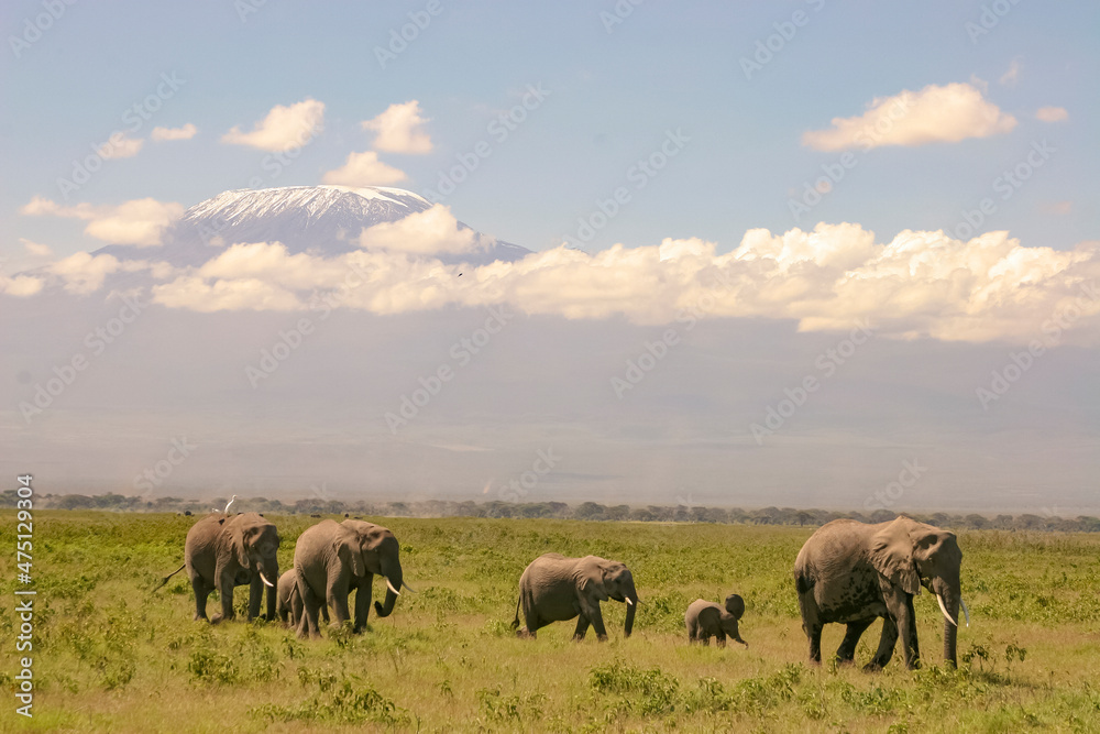 Paysage Famille Eléphants éléphanteaux Loxodonta africana devant le Kilimandjaro au Kenya