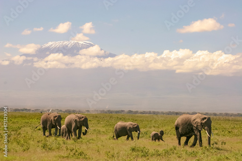 Paysage Famille Eléphants éléphanteaux Loxodonta africana devant le Kilimandjaro au Kenya