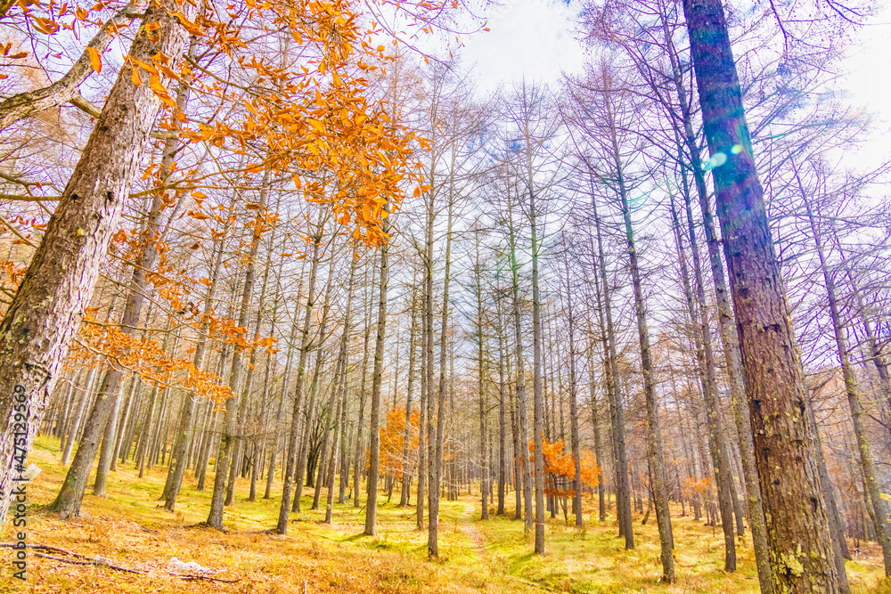 Fototapeta premium 青空と紅葉と葉の落ちた木