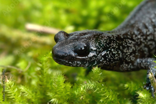 Facial close on a black, white speckled  sub-adult Ishizuchi salamander, Hynobius hirosei photo