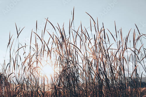 grass flower outdoor in light pastel colors  reeds in the morning  Nature Background  rice Weeds
