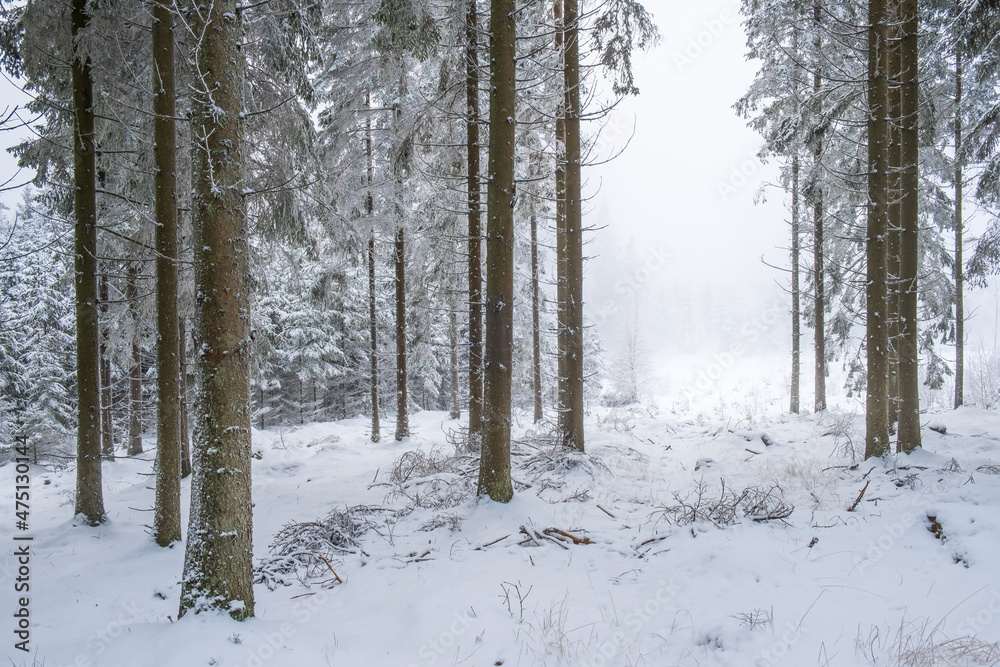 Glade in a snowy coniferous forest in winter Glade in a snowy coniferous forest in winter