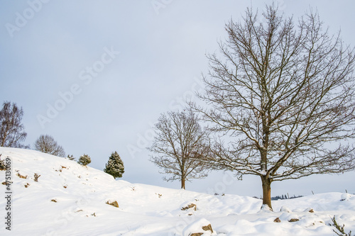 Snowy landscape with trees on a winter day