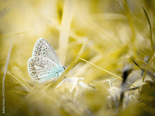 Motyl © Sylwia