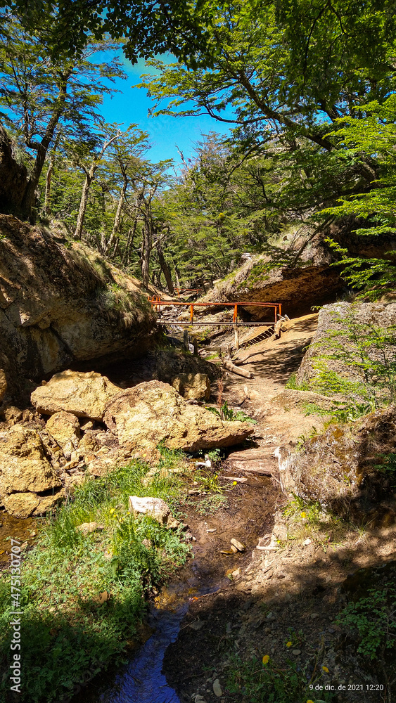 Fototapeta premium stream in the forest