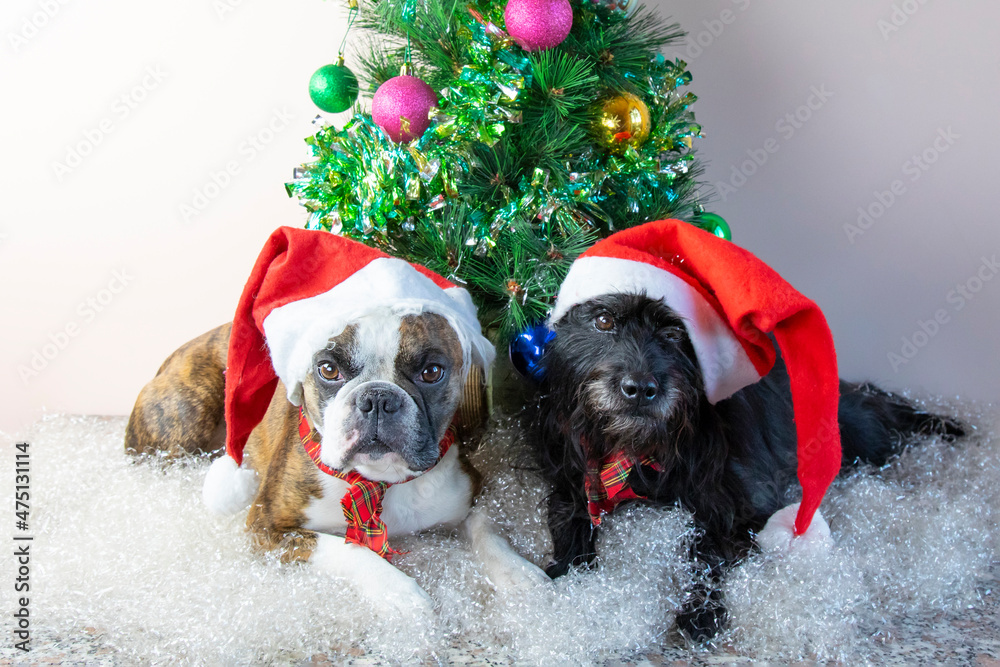 Two dogs Boston Terrier e Little Schnauzer in Santa Claus hats sit next to a decorated small Christmas tree, gifts, balls ,artificial snow. Merry Christmas greetings from the dogs Two dogs Boston Terrier e Little Schnauzer in Santa Claus hats sit next to a decorated small Christmas tree, gifts, balls ,artificial snow. Merry Christmas greetings from the dogs