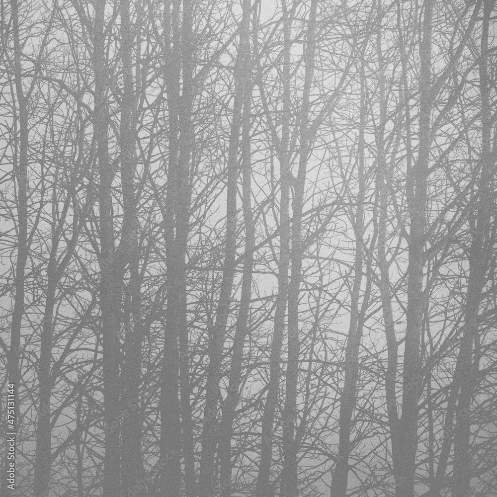 a forest in the fog a forest in the fog