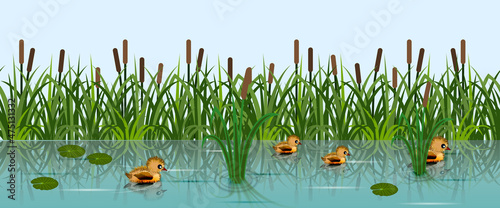 Pond or lake with swimming ducks and reeds in grass. Green grassland, river water, little funny duckling. Cartoon background, vector illustration