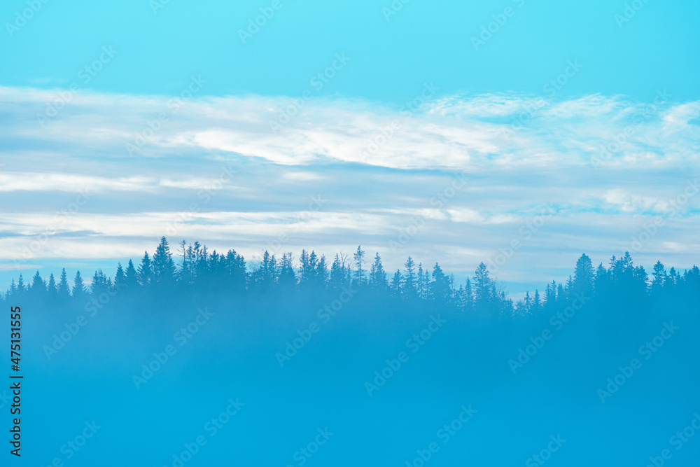 Fototapeta premium a coniferous forest in the fog