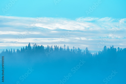 a coniferous forest in the fog