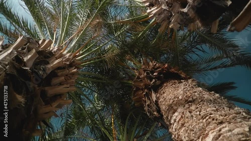 swirling bottom view of blue sky and palms