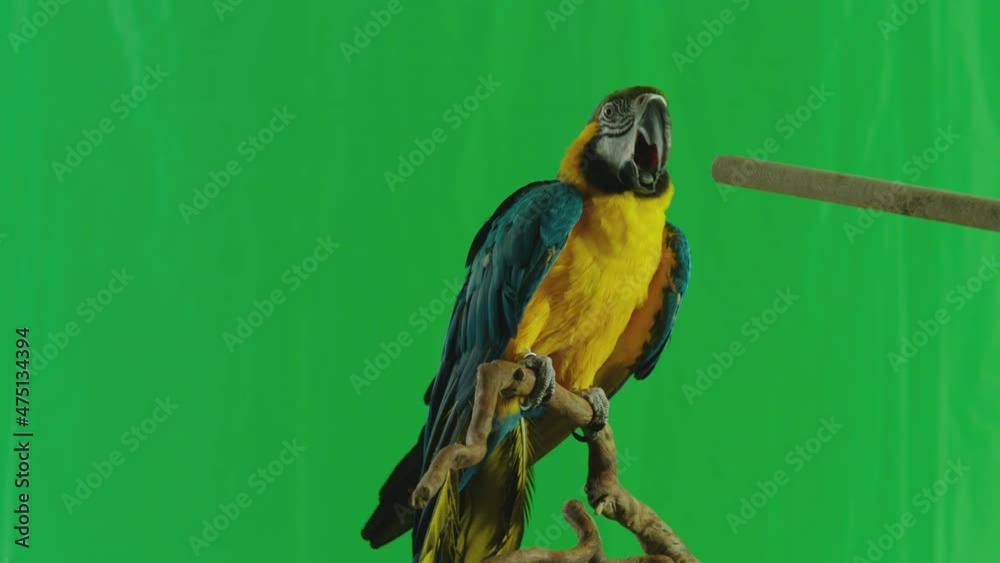 Blue and Yellow parrot macaw ( Ara Ararauna ) flying or standing on branch on green screen background . Shot on ARRI Alexa cinema camera in Slow Motion .